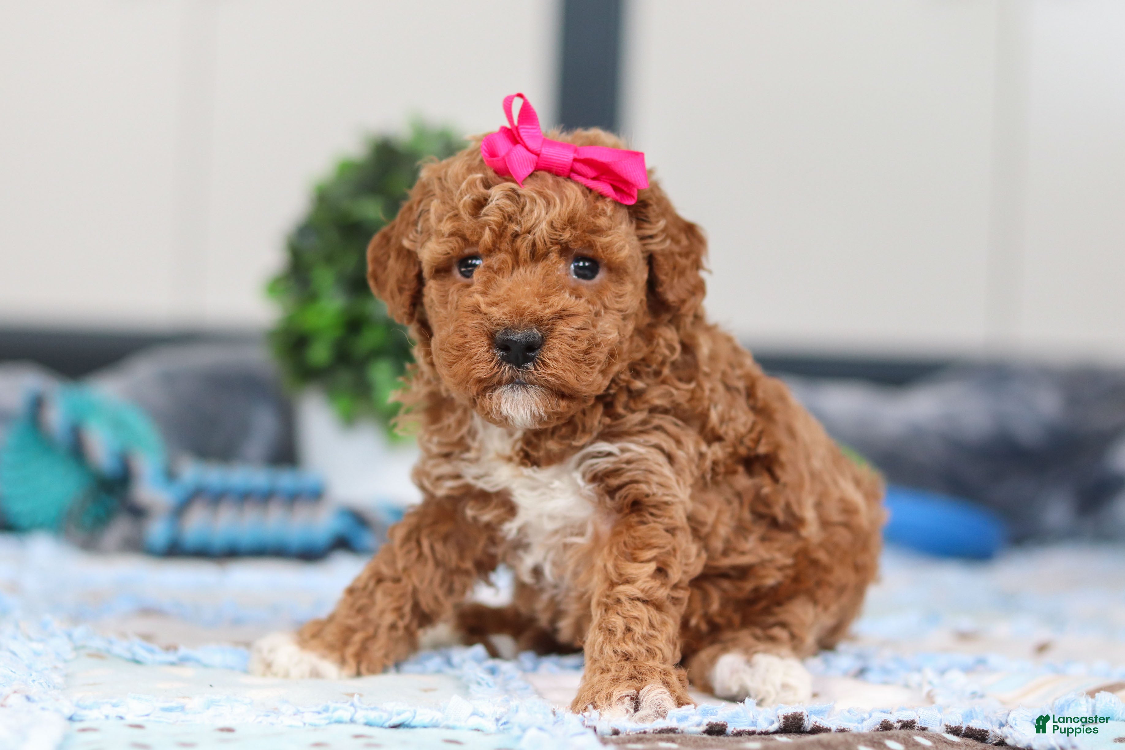 Mini Goldendoodle dogs Nala - Ad 2