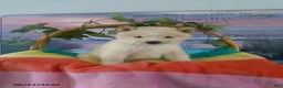 Shiba Inu dogs for sale: Lucy - Ad 3