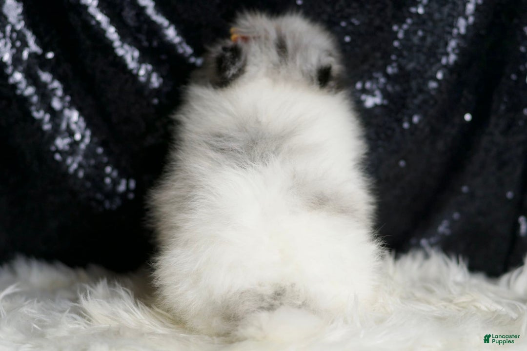 Pomeranian dogs for sale: Mr. Merle - Ad 7