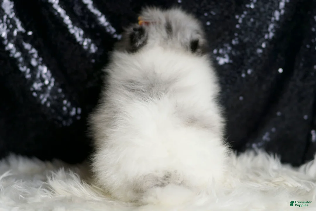 Pomeranian dogs for sale: Mr. Merle - Ad 7