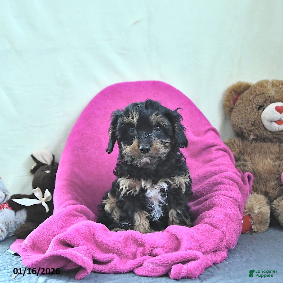Cavapoo dogs Ginger - Ad 18