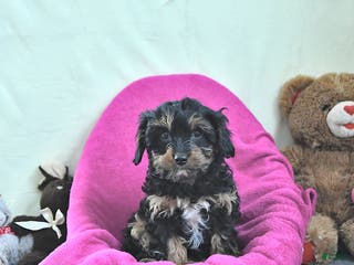 Cavapoo dogs Ginger - Ad 35