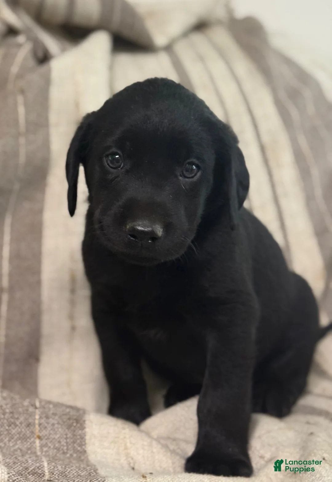 Labrador Retriever dogs for sale: Banjo - Ad 5