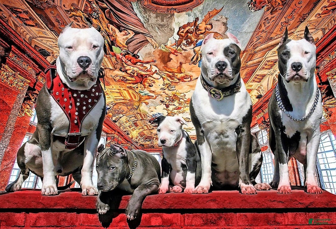 Gallery Image {{count}}