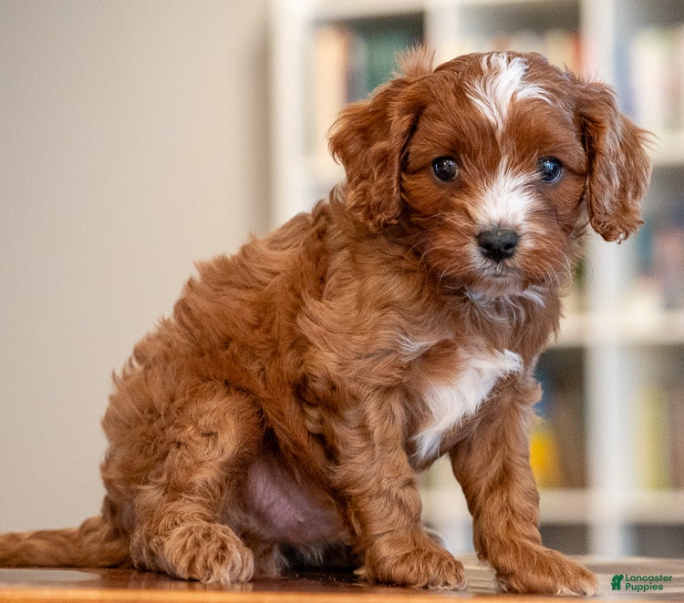 Cavapoo dogs Mason - Ad 2