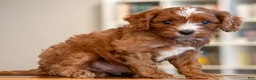 Cavapoo dogs for sale: Mason - Ad 2