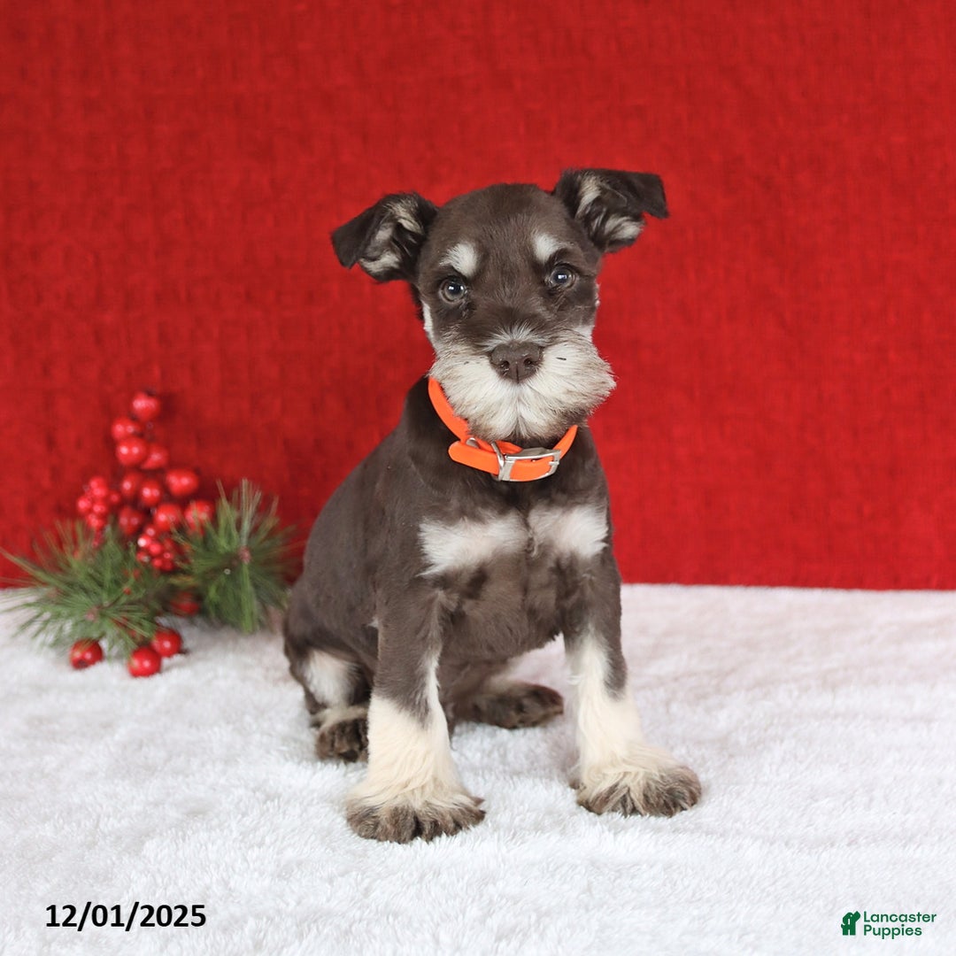 Miniature Schnauzer dogs for sale: Biscuit - Ad 3