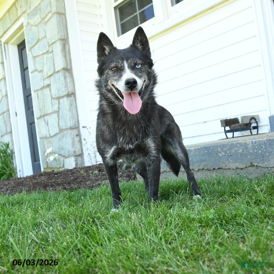 Pomsky dogs for sale: Arianne - Ad 2