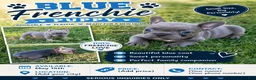 French Bulldog dogs for sale: French Bulldog Puppy 7 - Ad 8
