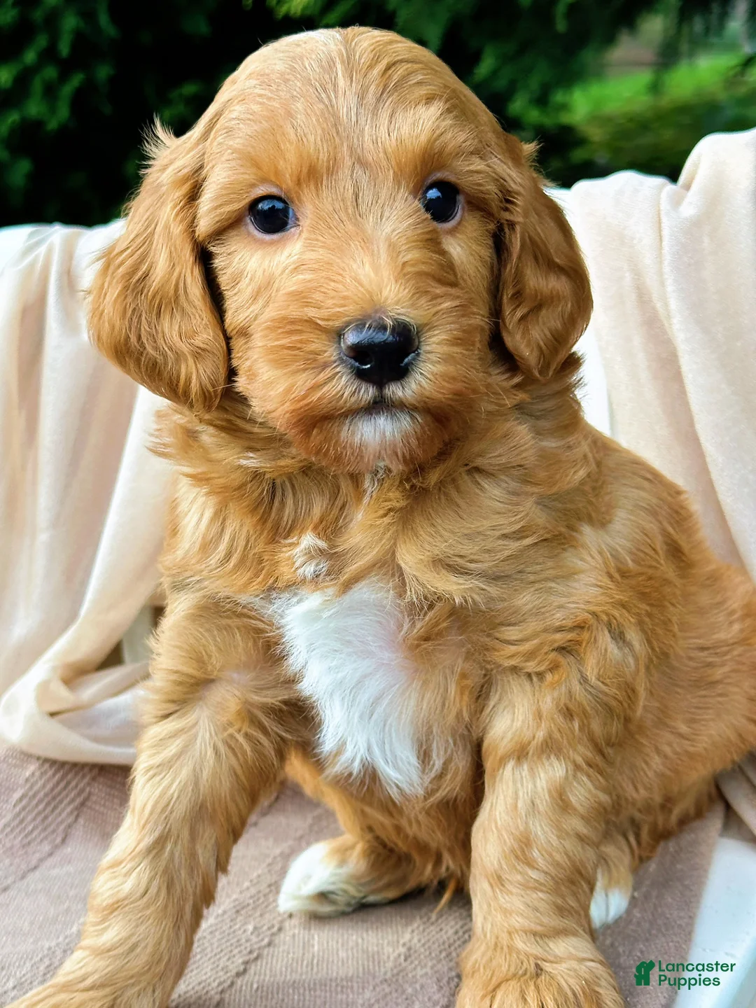 Mini Goldendoodle dogs for sale: Skip-OFA & Genetic Tested Parents-Health Warranty - Ad 2