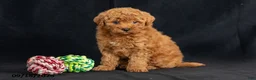 Mini Goldendoodle dogs for sale: Daisy - Ad 5