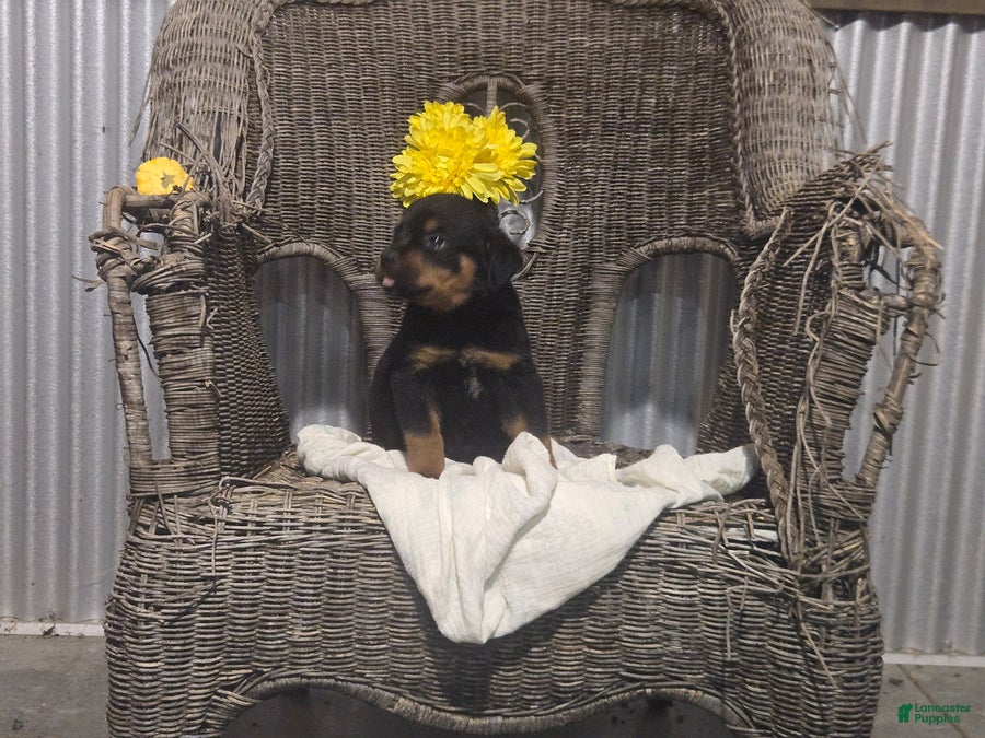 Rottweiler dogs Tommy - Ad 2