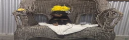 Rottweiler dogs for sale: Tommy - Ad 2