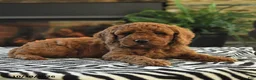 Mini Goldendoodle dogs for sale: Lamar - Ad 3