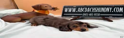 Miniature Dachshund dogs for sale: AKC Russian lh - Ad 6