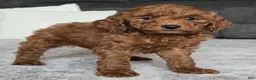 Miniature Poodle dogs for sale: Cooper - Ad 5