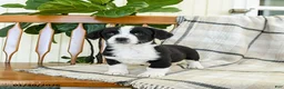 Mixed Breed dogs for sale: Sage - Ad 1