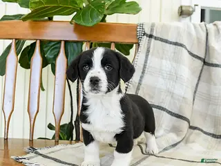 Mixed Breed dogs Sage - Ad 8