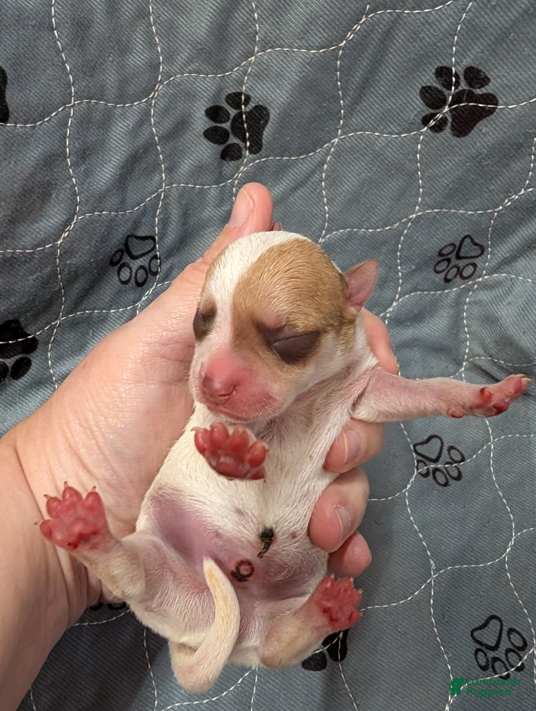 Chihuahua dogs for sale: Mateo - Ad 3
