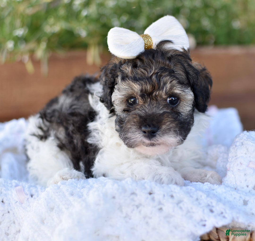 Miniature Poodle dogs for sale: Daisy - Ad 1