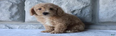 Molly