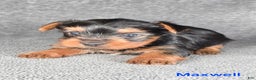 Yorkshire Terrier dogs for sale: Maxwell - Ad 3