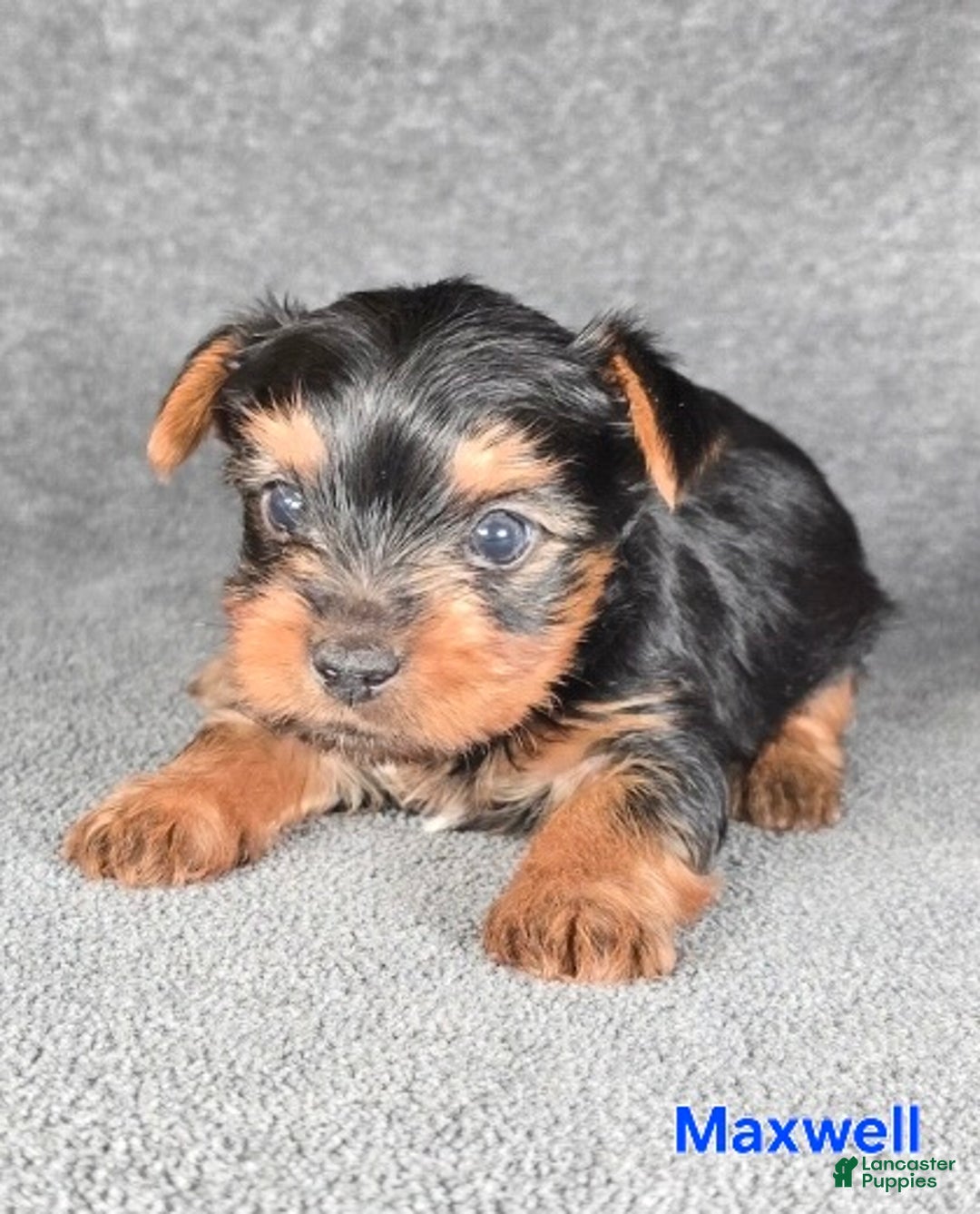 Yorkshire Terrier dogs for sale: Maxwell - Ad 3