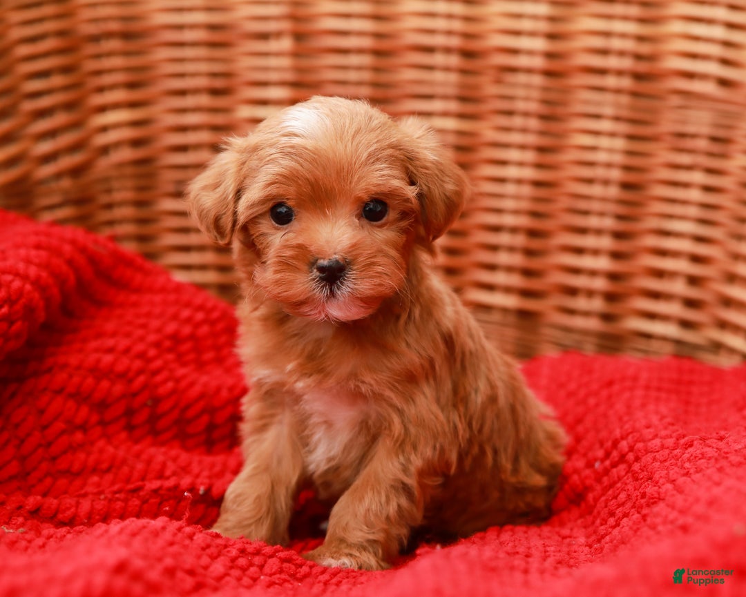 Havapoo dogs for sale: Bella - Ad 2