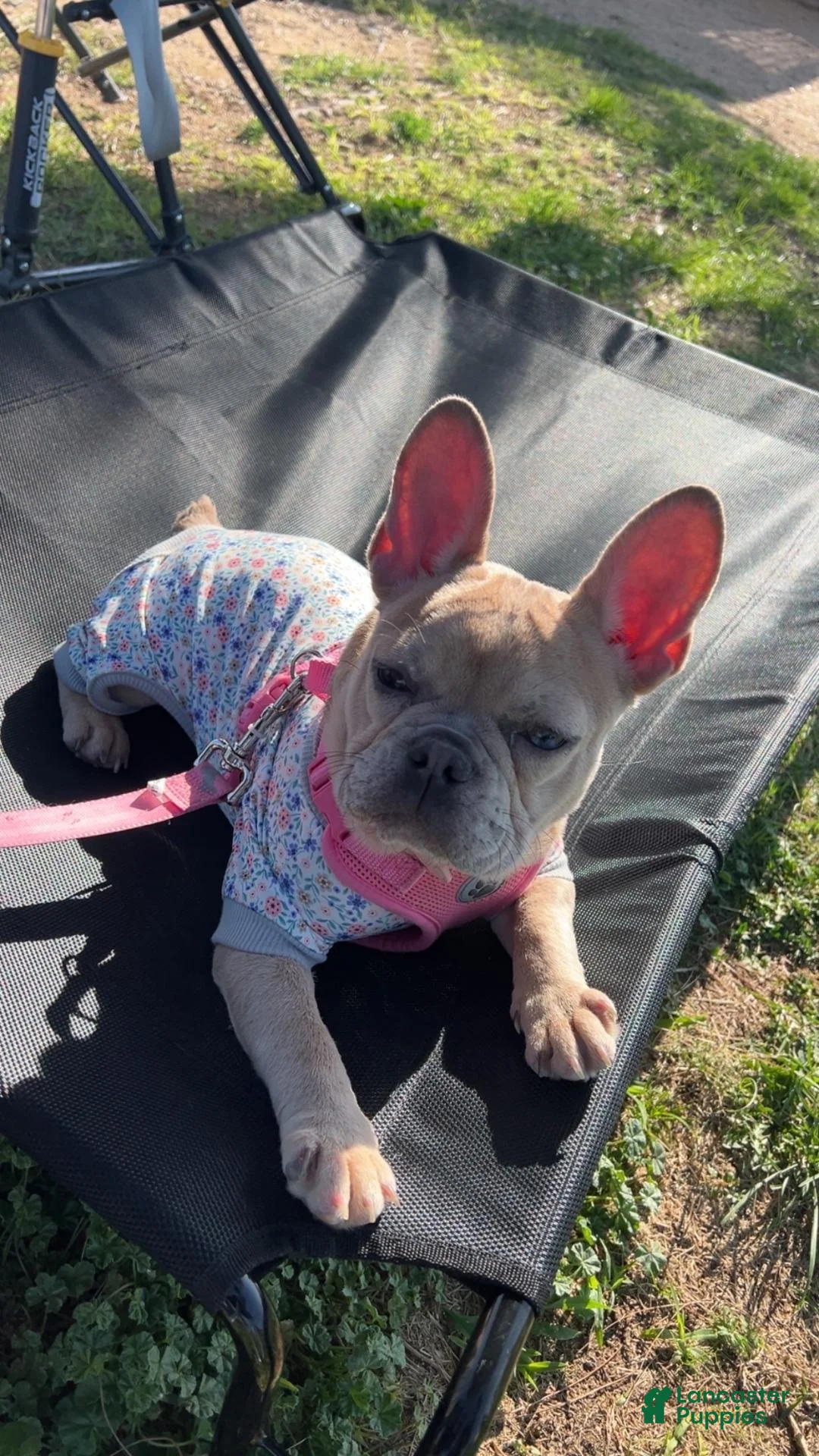 French Bulldog dogs for sale: French Bulldog 2 - Ad 8