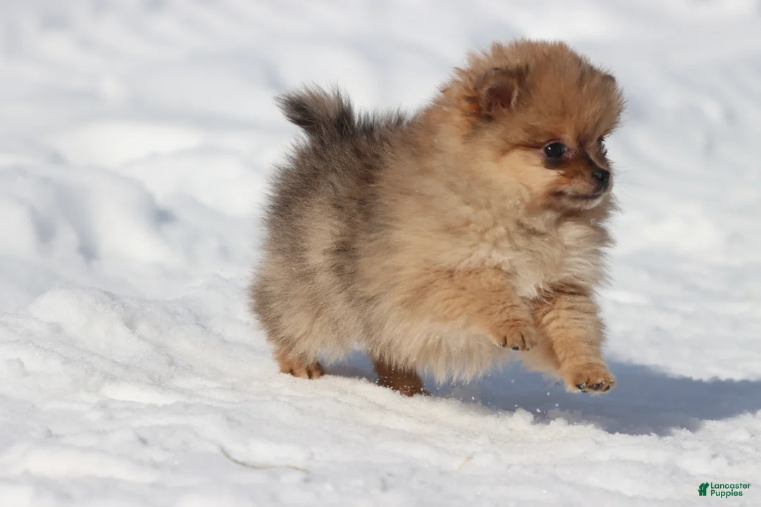 Pomeranian dogs for sale: Feather - Ad 3