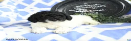 Toy Poodle dogs for sale: Nestle - Ad 4