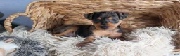 Miniature Pinscher dogs for sale: ABBY - Ad 1