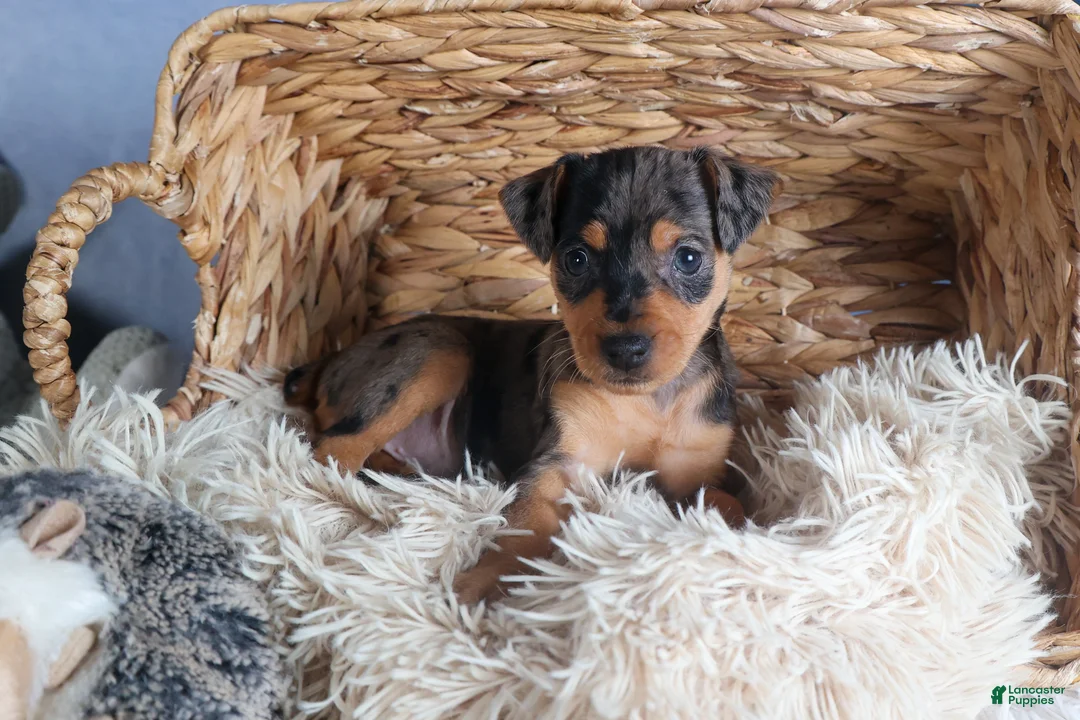 Miniature Pinscher dogs for sale: ABBY - Ad 1