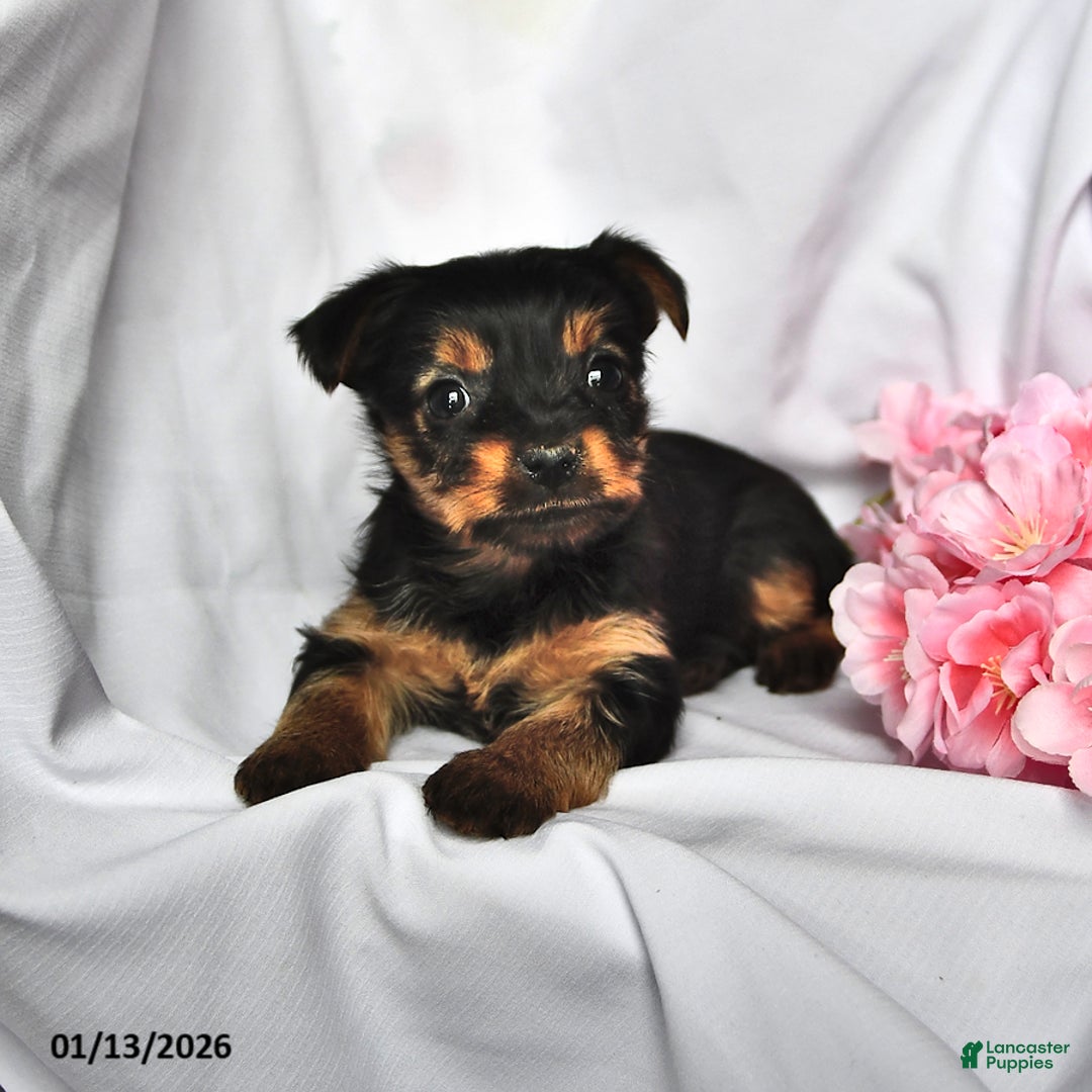 Yorkshire Terrier dogs for sale: Hannah - Ad 3