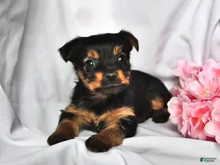 Yorkshire Terrier dogs Hannah - Ad 20