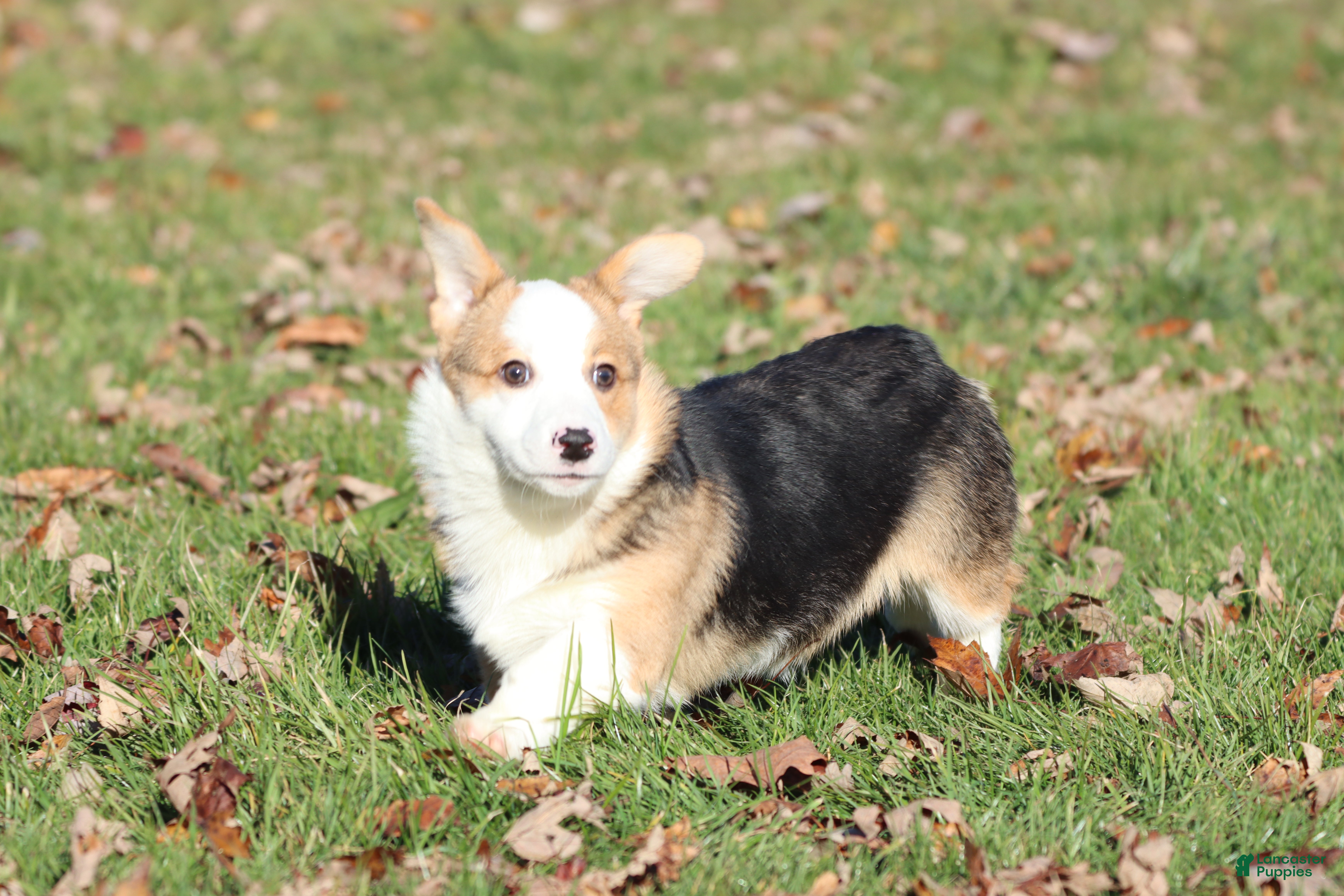 Welsh Corgi Pembroke dogs Buck - Ad 31