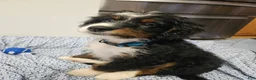 Mini Bernedoodle dogs for sale: Mini Bernedoodle 1 - Ad 3