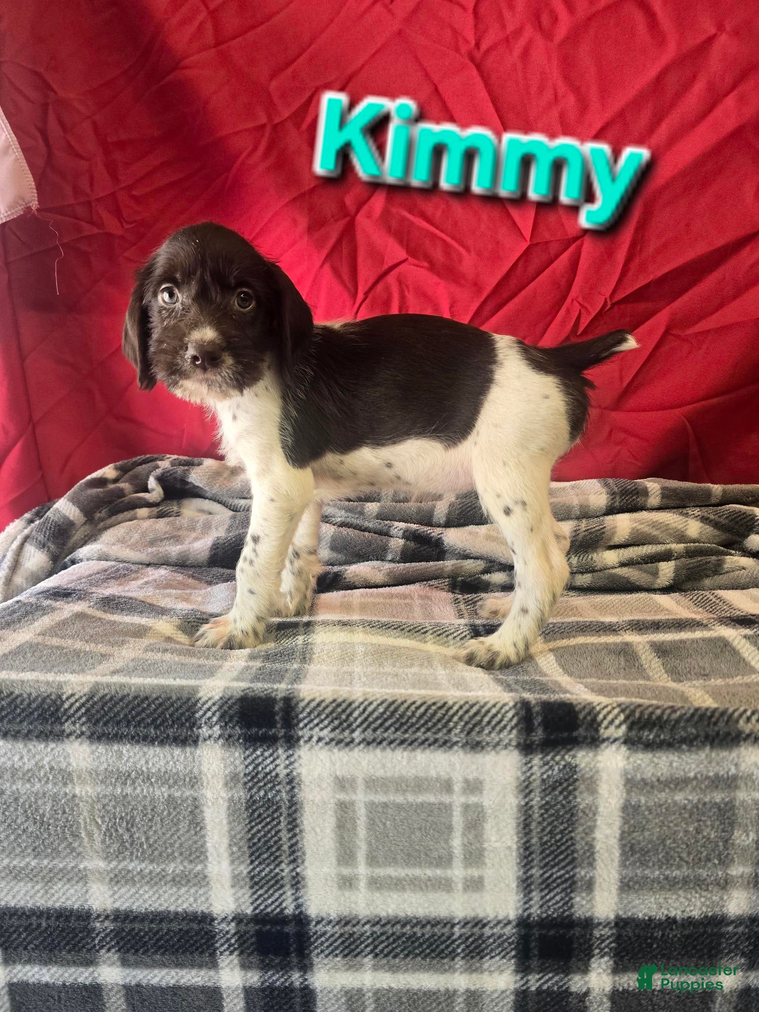 KIMMY