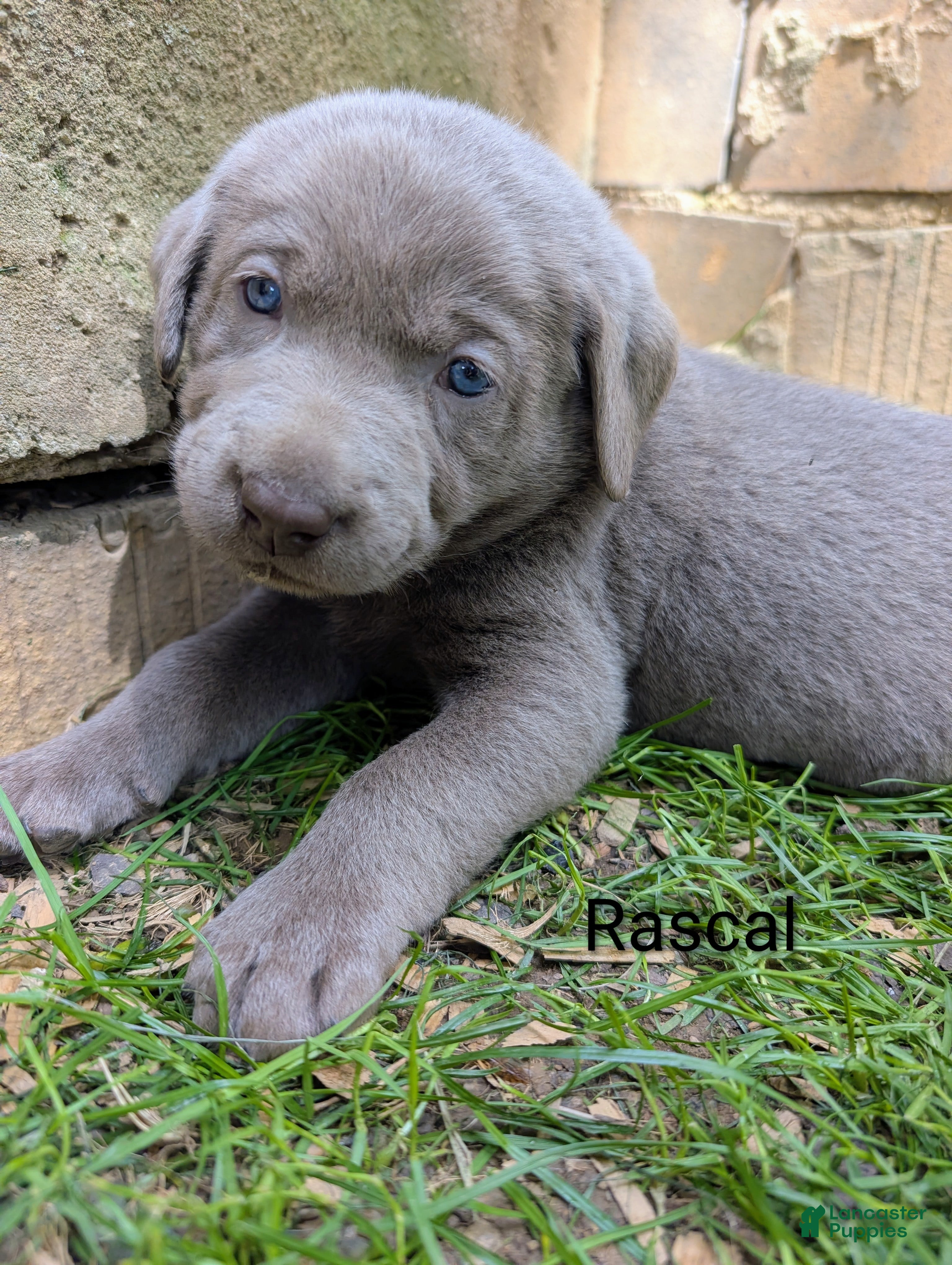 Labrador Retriever dogs Nemo - Ad 2