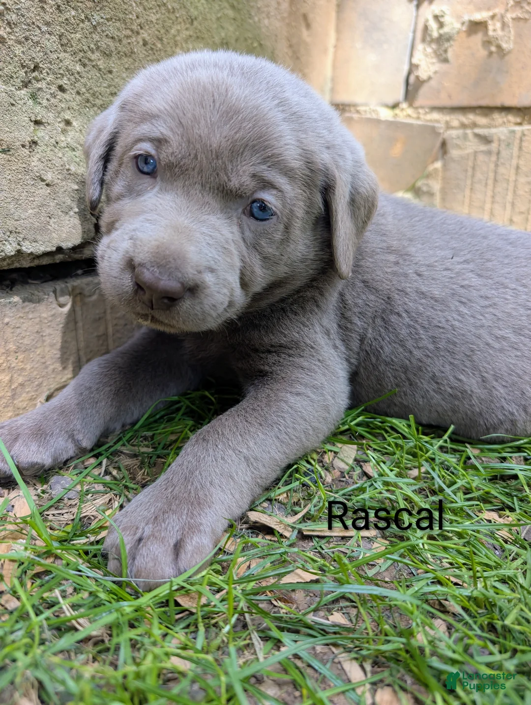 Labrador Retriever dogs for sale: Nemo - Ad 2
