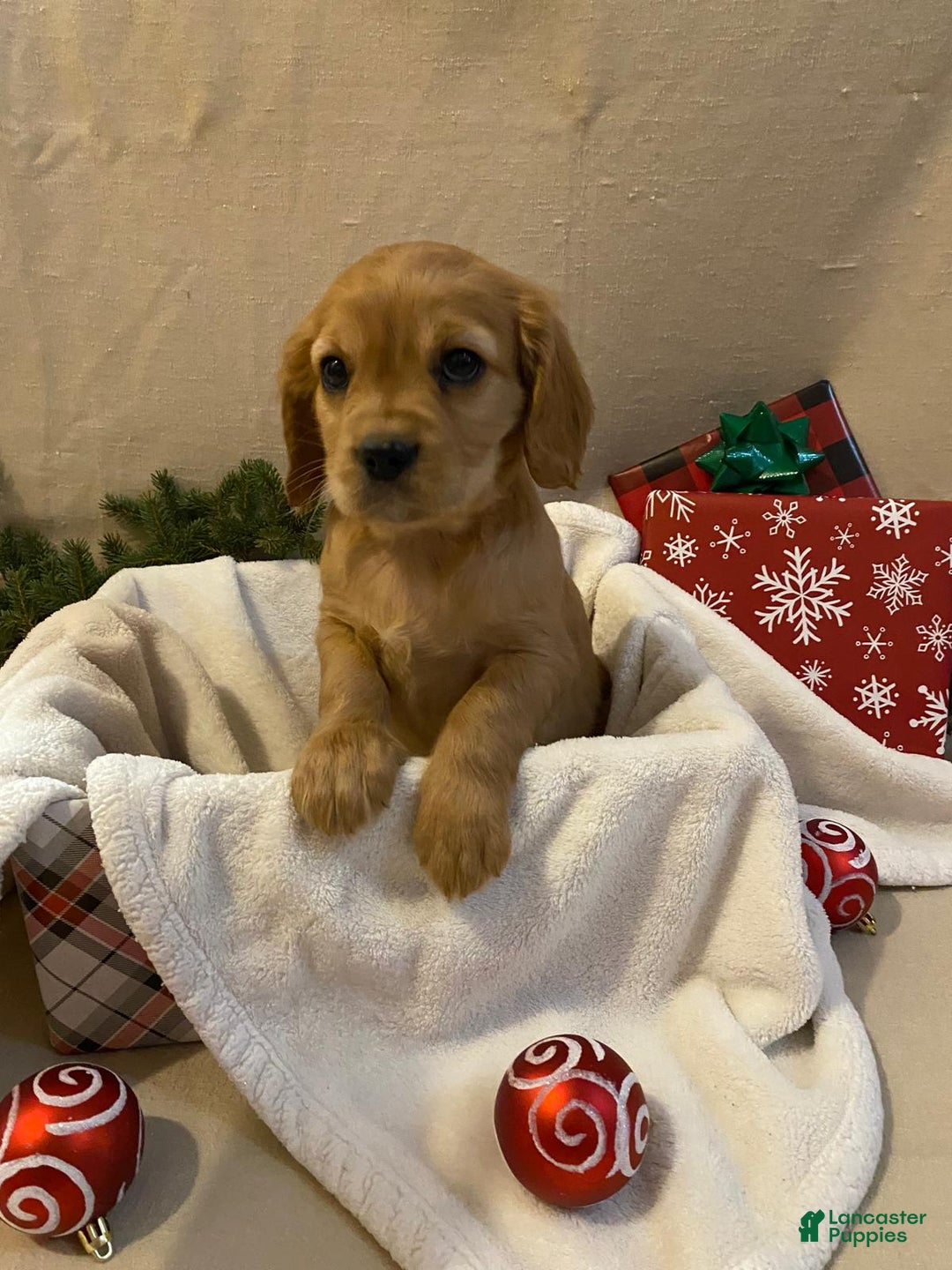 Cavalier King Charles Spaniel dogs for sale: Marcus - Ad 1