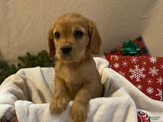 Cavalier King Charles Spaniel dogs for sale: Marcus - Ad 3