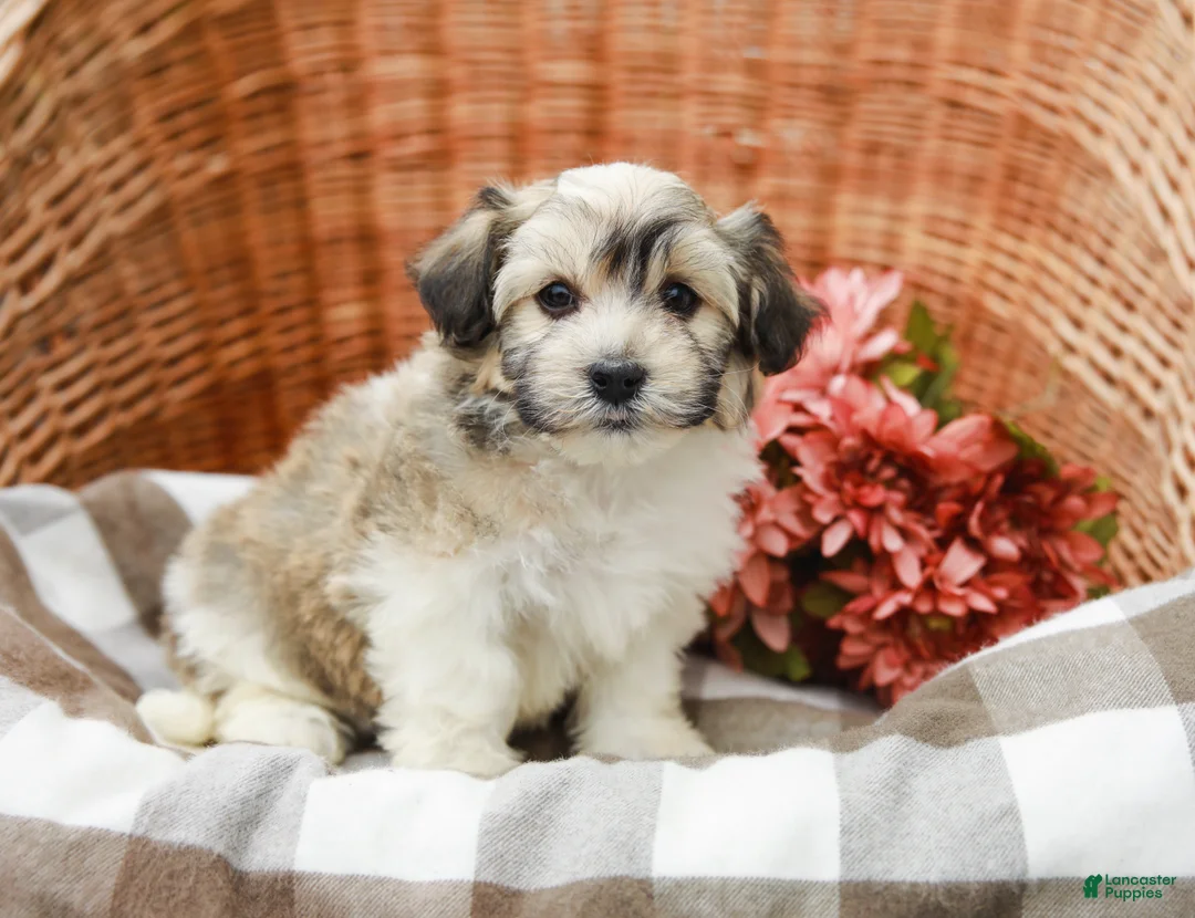Havanese dogs for sale: Brittan - Ad 2