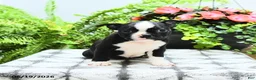 Boston Terrier dogs for sale: Layla - Ad 3