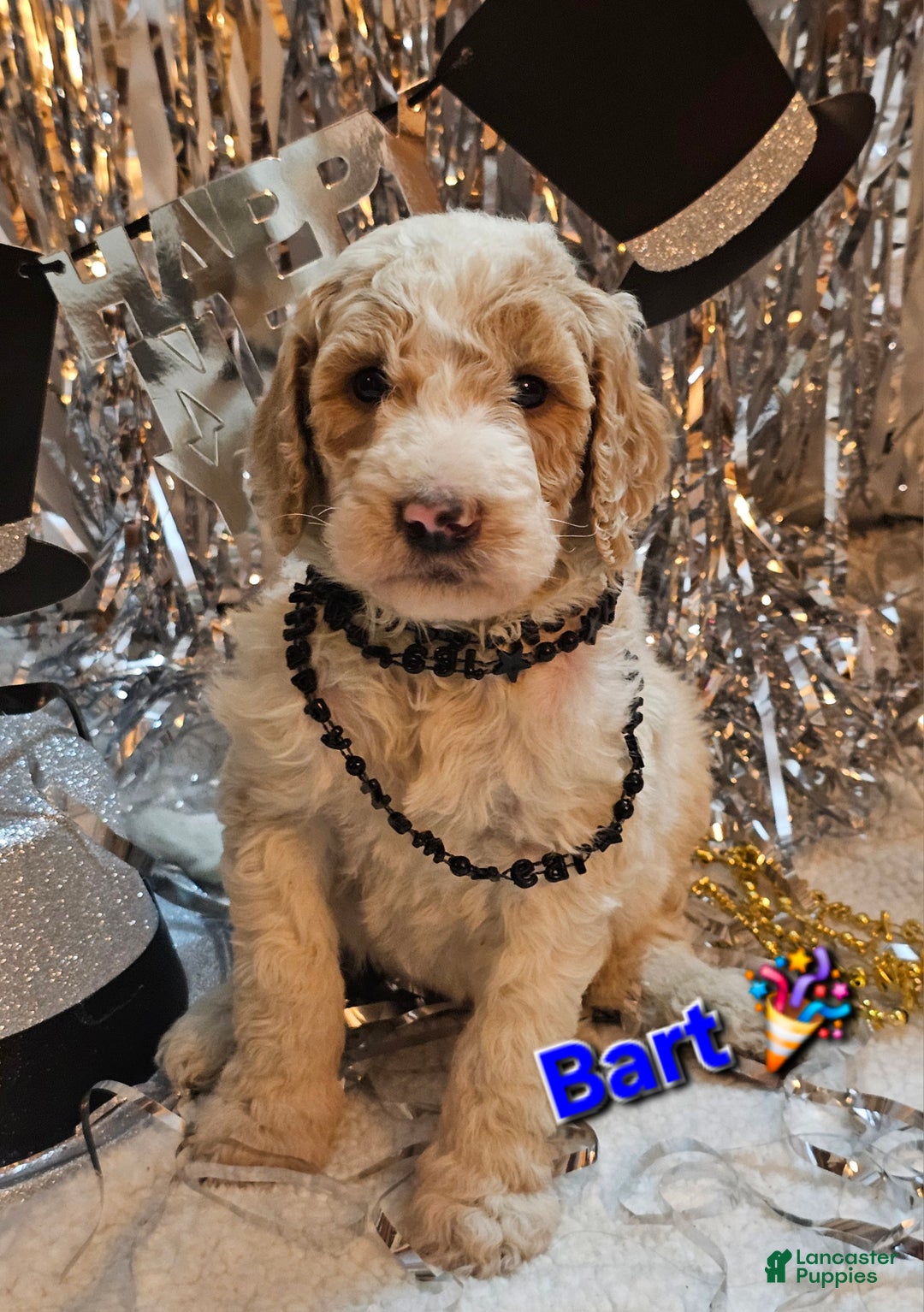 Goldendoodle dogs for sale: Bart - Ad 1