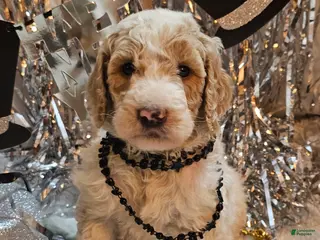 Goldendoodle dogs Bart - Ad 4