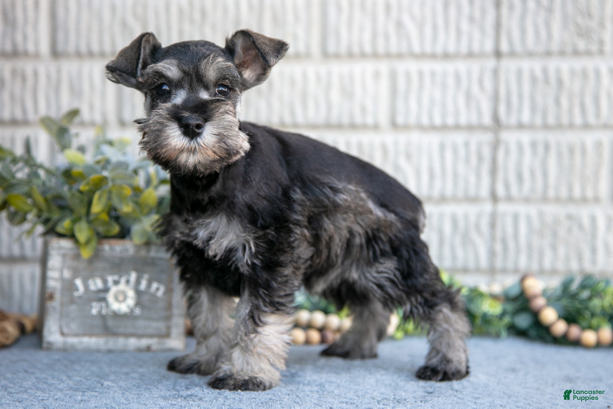 Miniature Schnauzer dogs Casey - Ad 25