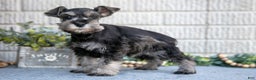 Miniature Schnauzer dogs for sale: Casey - Ad 1