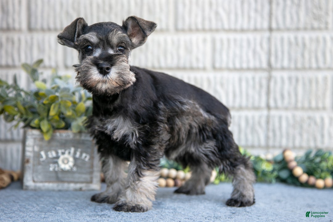 Miniature Schnauzer dogs for sale: Casey - Ad 1