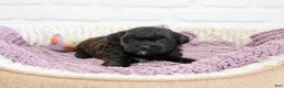 Shihpoo dogs for sale: Hermione - Ad 3